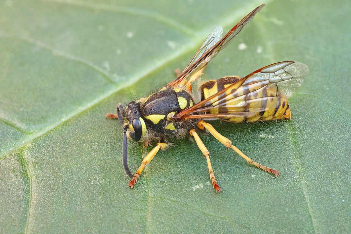 Vespula germanica  ♀♂